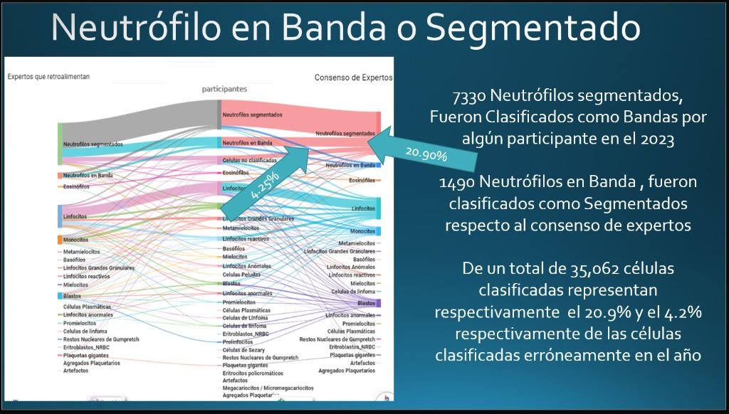 Neutrófilo en Banda o Segmentado — Diagrama de flujo de clasificación leucocitaria IVOR-He® Qualitat-Expertise